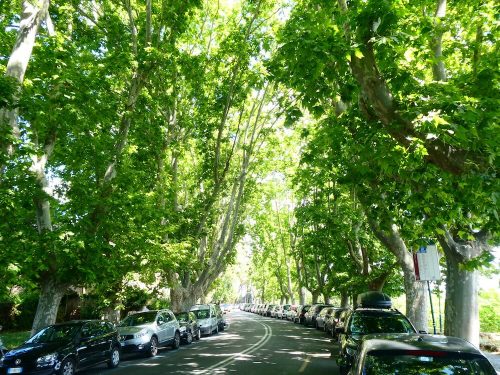 Straat met bomen Rome