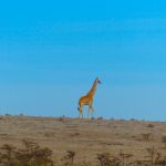 Giraf op afstand safari Tanzania