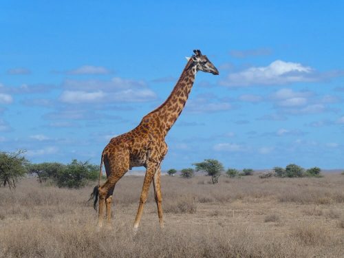 Giraf safari Tanzania