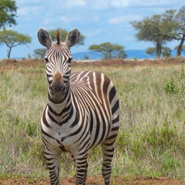 Zebra safari Tanzania