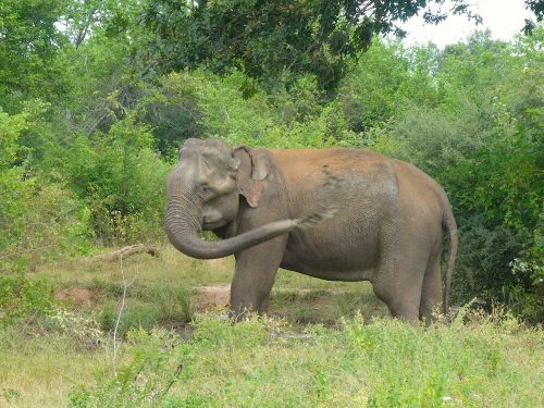 Udawalawe wassende olifant