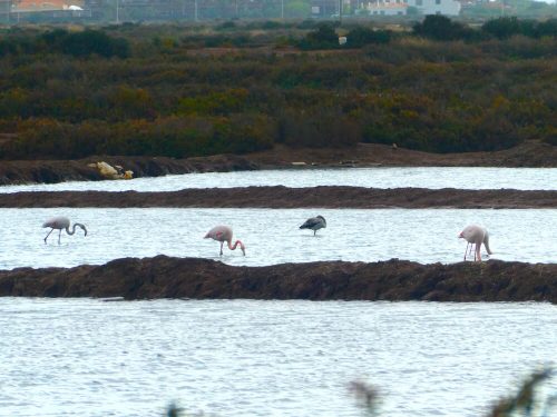 Flamingo's Quatro Aguas