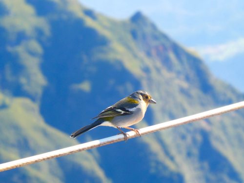 Vogeltje op de Pico Ruivo