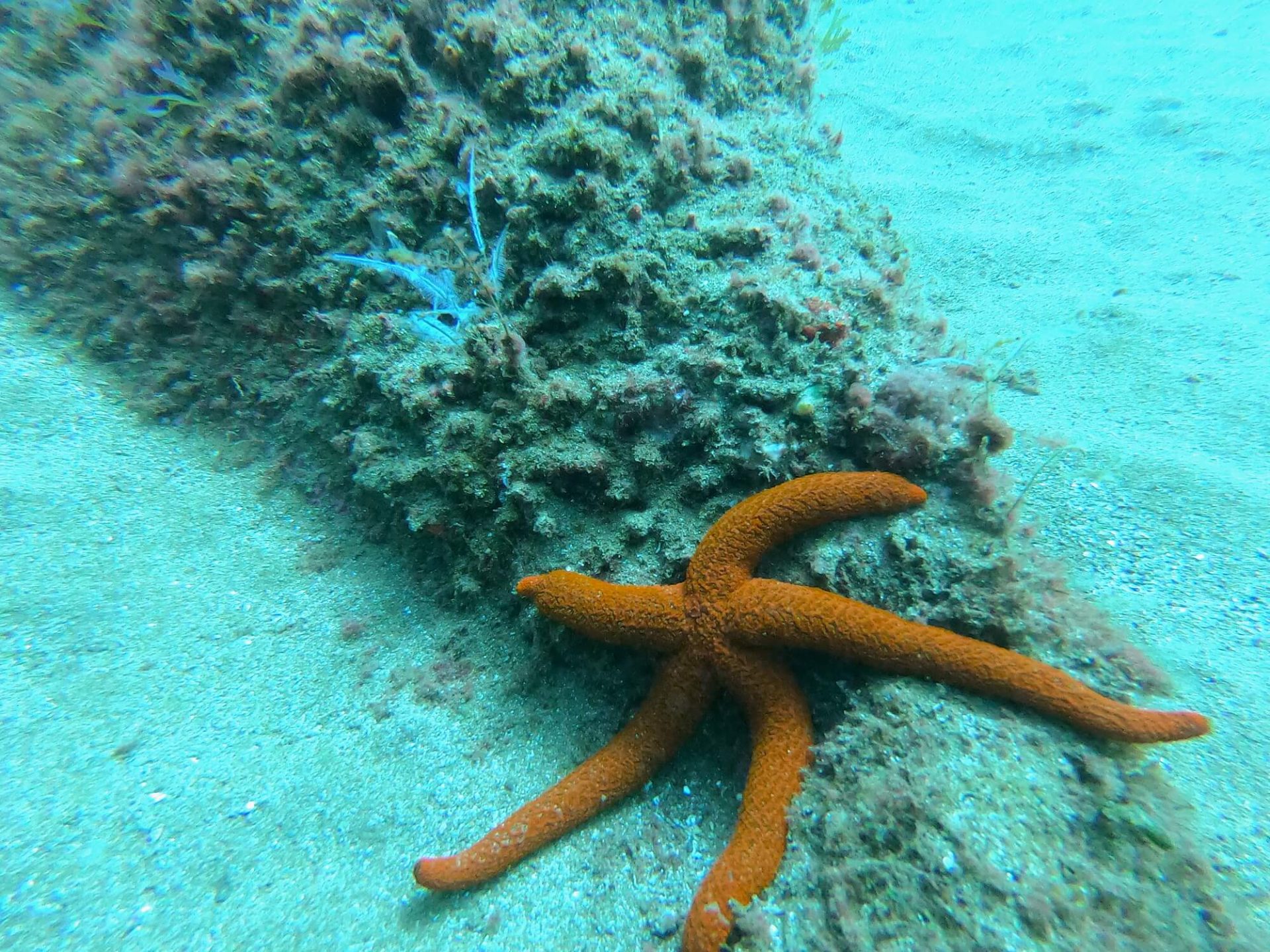 Zeester duiken Madeira