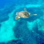 Schildpad duiken op Cyprus