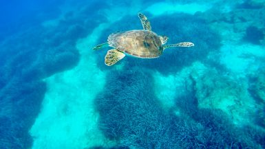 Schildpad duiken op Cyprus