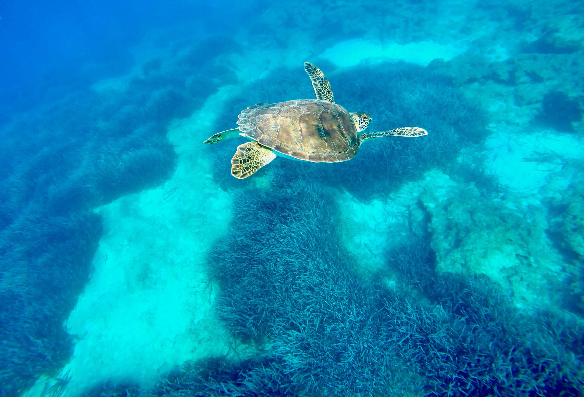 Schildpad duiken op Cyprus