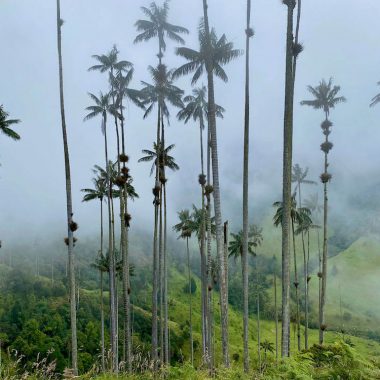 Hoogste palmbomen ter wereld in Valle de Cocora